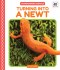 Turning Into A Newt