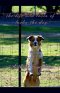 The Life and Loves of Lucky the Dog
