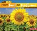 From Seed To Sunflower