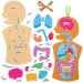 Human Body Kits (Pack of 4)