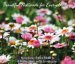 Easy Read Bible & Notecard Set