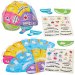 Human Brain Biology Hat Kits (Pack of 4)
