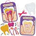 Human Tooth Anatomy Kits (Pack of 4)
