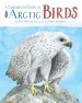 Children's Guide To Arctic Birds