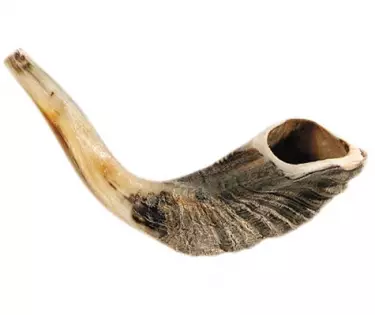 Shofar-Ram Horn-Size C (12"-13") (#1153)