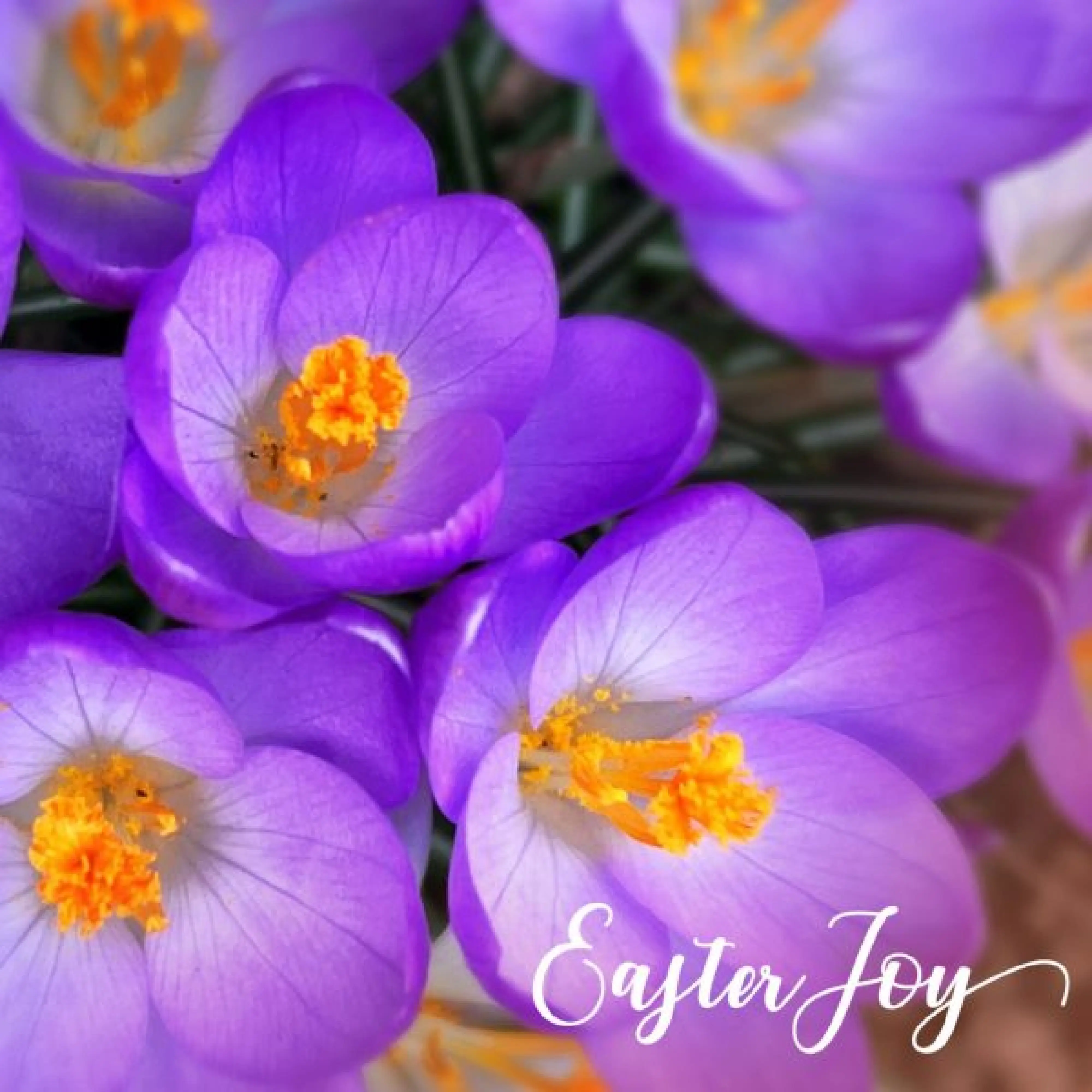 Easter Joy Christian Easter Cards (Pack of 5): Free Delivery when you ...