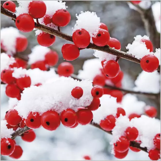 Christmas Cards: Red Berries & Snow (Pack of 4)