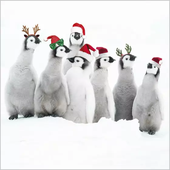 Christmas Cards: Penquins In Hats (Pack of 4)