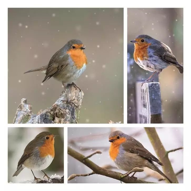 Christmas - Robin 4 Images